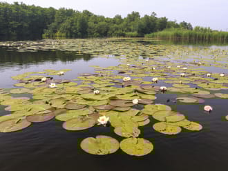 Wandelroute naar uitkijkpunt 'Muggenbult' - Naardermeer