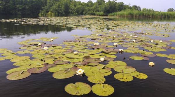 Wandelroute naar uitkijkpunt 'Muggenbult' - Naardermeer