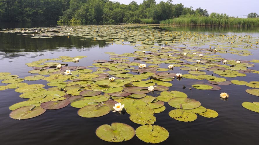 Wandelroute naar uitkijkpunt 'Muggenbult' - Naardermeer