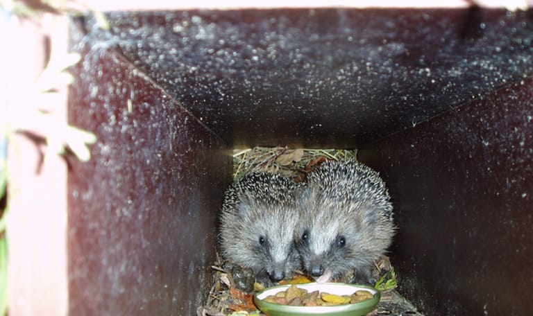 Nachtdierenexpeditie