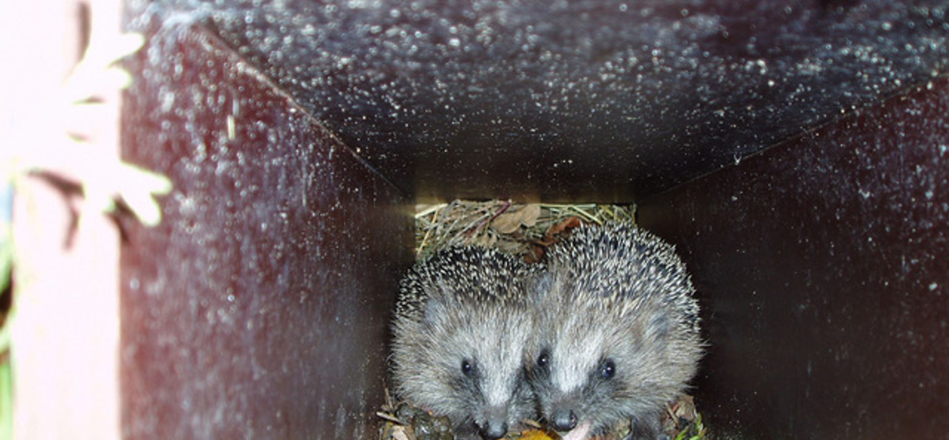 Nachtdierenexpeditie