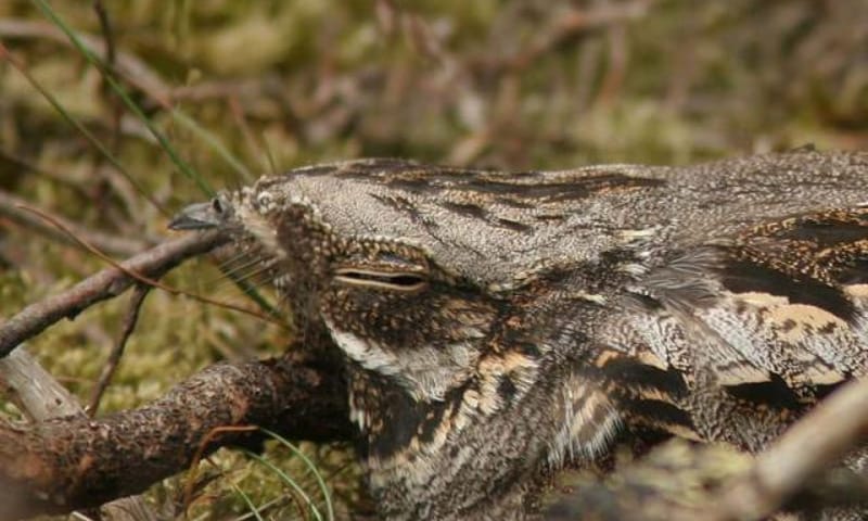 Avondwandeling nachtzwaluw - Planken Wambuis (Ede)