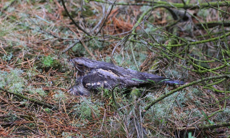 Nachtzwaluwexcursie in Loonse en Drunense Duinen