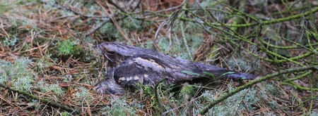 Nachtzwaluwexcursie in Loonse en Drunense Duinen
