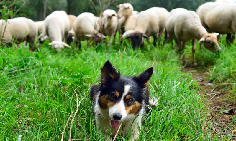 Schapen hoeden met de bordercollie