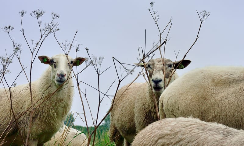 Schapen van Belevenisboerderij Schieveen in Rotterdam
