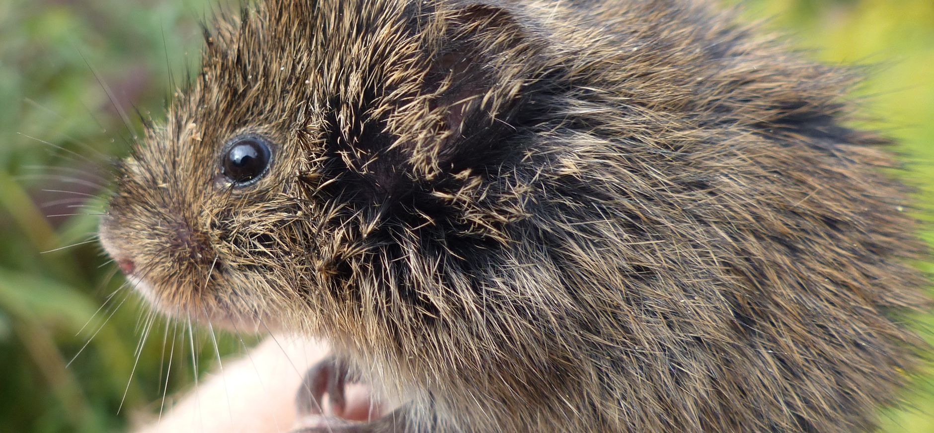 Zeldzame Noordse woelmuis breidt zijn leefgebied uit op Tiengemeten