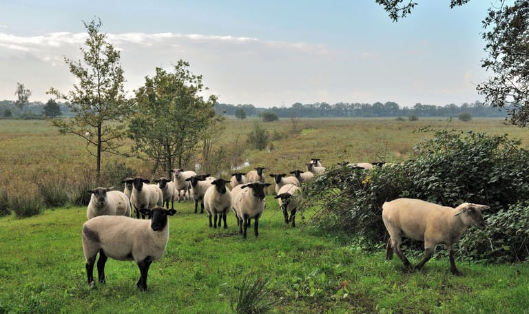Ontmoet de herder in de Kampina