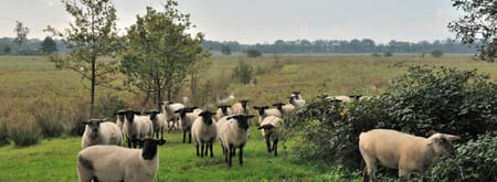 Ontmoet de herder in de Kampina