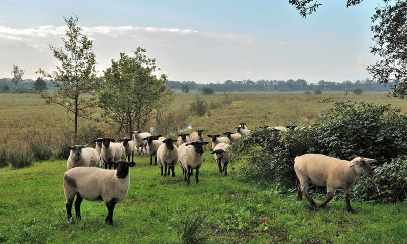 Ontmoet de herder in de Kampina