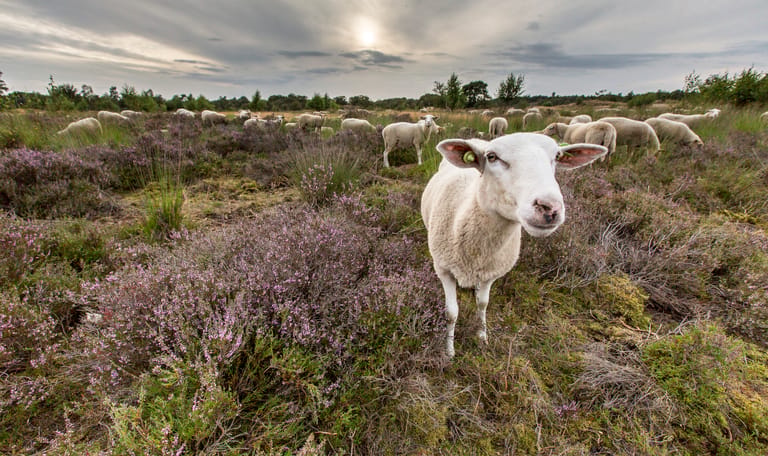 Ontmoet de herder in de Loonse en Drunense Duinen