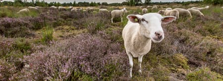 Ontmoet de herder in de Loonse en Drunense Duinen