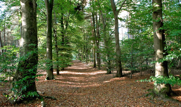 Oosterheide