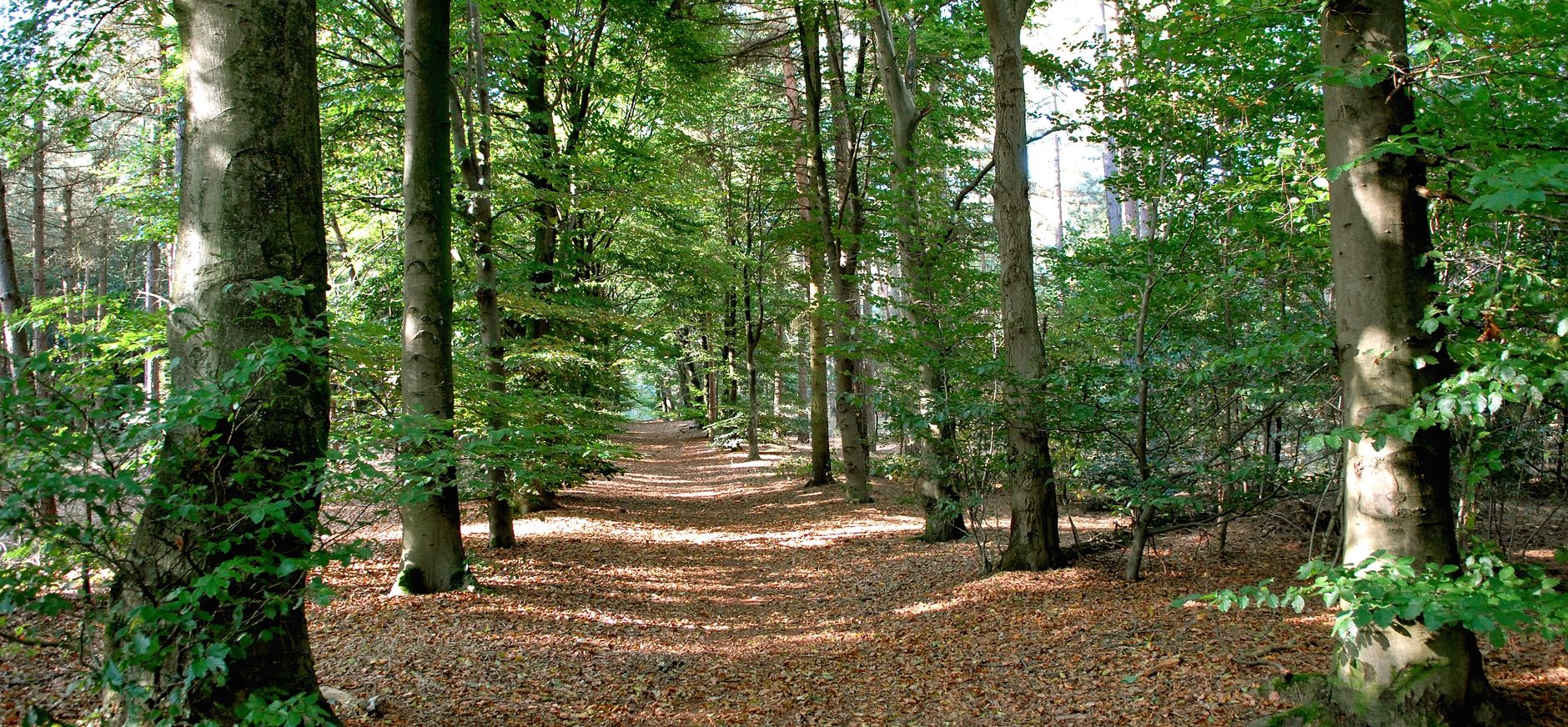 Oosterheide