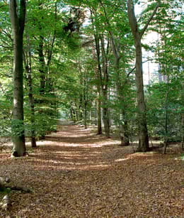 Oosterheide