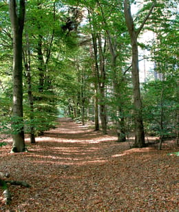 Oosterheide