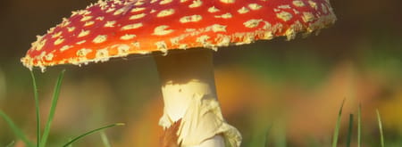 Op zoek naar paddenstoelen op Huis ter Heide