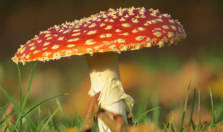 Op zoek naar paddenstoelen op Huis ter Heide