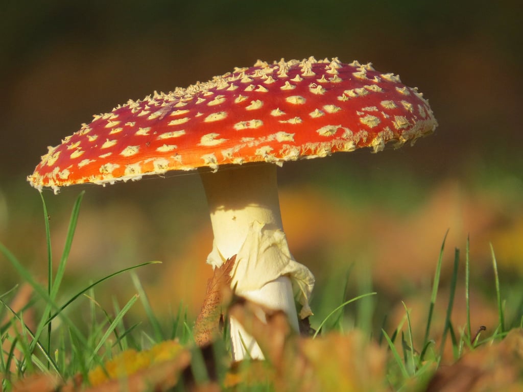 Paddenstoelen bewonderen op Huis ter Heide (NB)