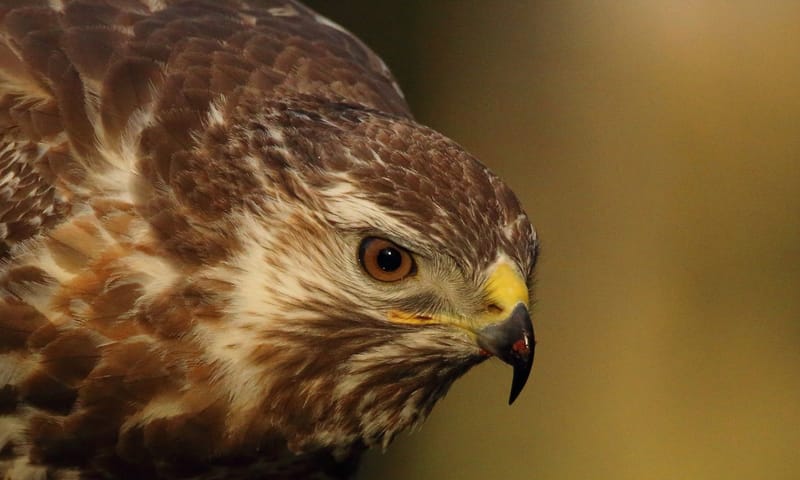 Op zoek naar roofvogels 