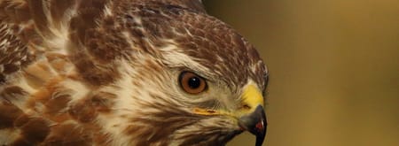 Op zoek naar roofvogels 