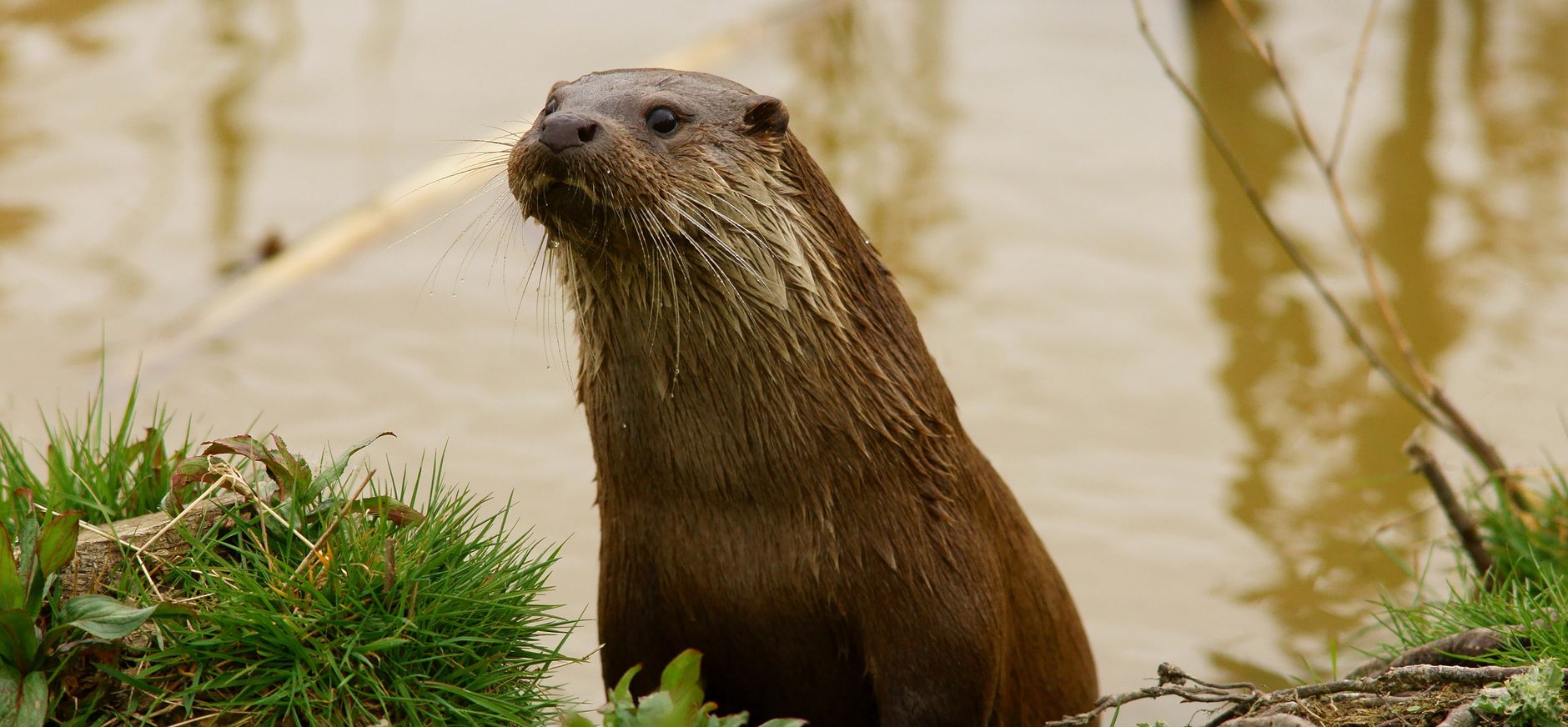 Na 40 jaar weer otters geboren in Zuid-Holland