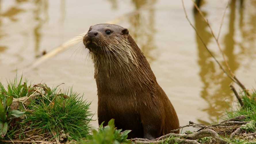 Otterkanoroute op de Nieuwkoopse Plassen, bij Nieuwkoop