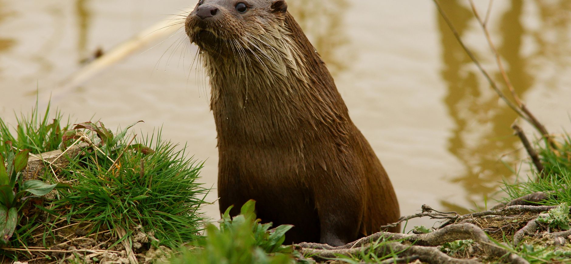 Na 40 jaar weer otters geboren in Zuid-Holland Na 40 jaar weer otters geboren in Zuid-Holland