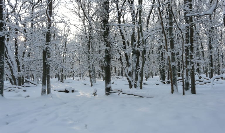 Winterse wandeling met snert Planken Wambuis - Ede