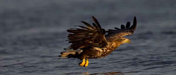 Vogelkijkhut