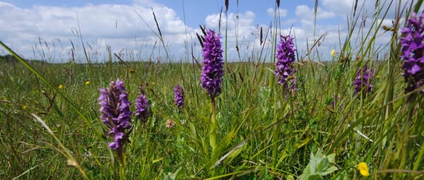 Rietbeheer