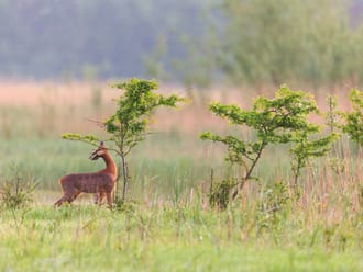 Wendelbos