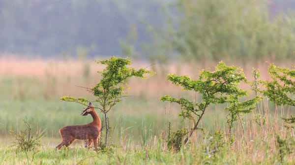 Wendelbos Wendelbos