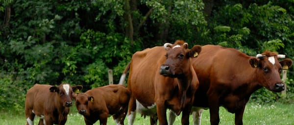 Zorgboerderij en open erf