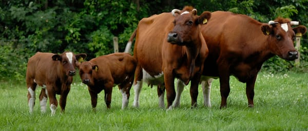 Zorgboerderij en open erf Zorgboerderij en open erf