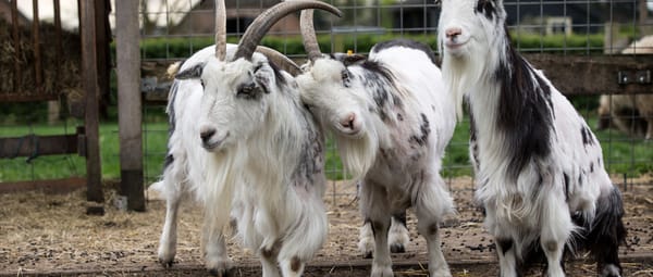 Zorgboerderij en open erf