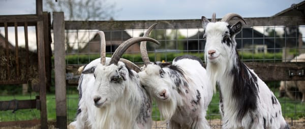 Zorgboerderij en open erf Zorgboerderij en open erf