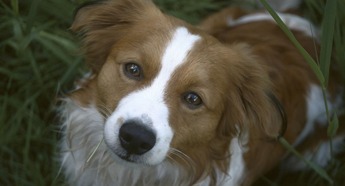 Honden losloopgebied