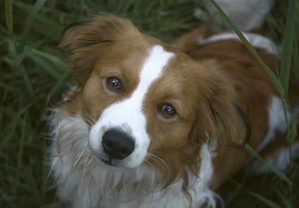 Honden losloopgebied