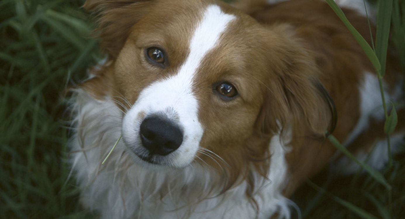 Honden losloopgebied Honden losloopgebied