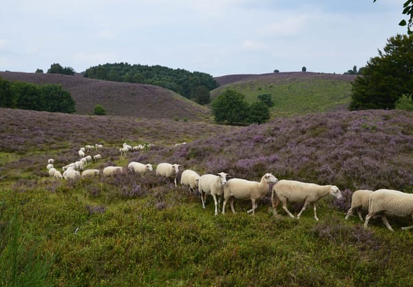 Schapen op de hei Schapen op de hei