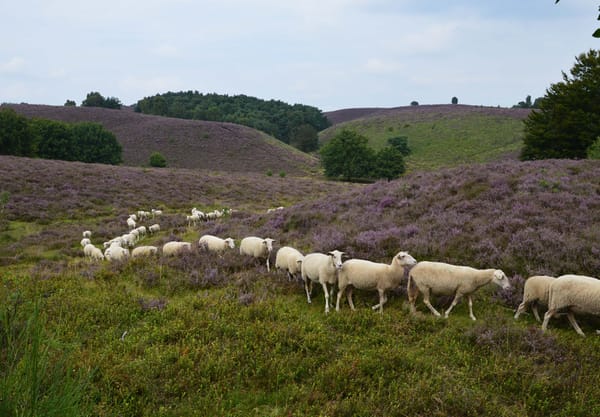 Schapen op de hei Schapen op de hei