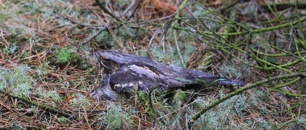 Behoud zeldzame heide Behoud zeldzame heide