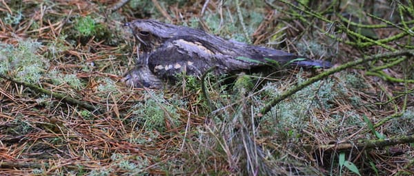 Behoud zeldzame heide Behoud zeldzame heide