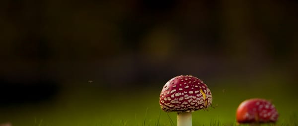 Paddenstoelenparadijs