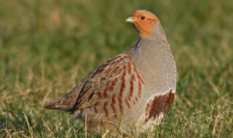 Uitkijkpunt Tuurgat, Gasthuisbevang