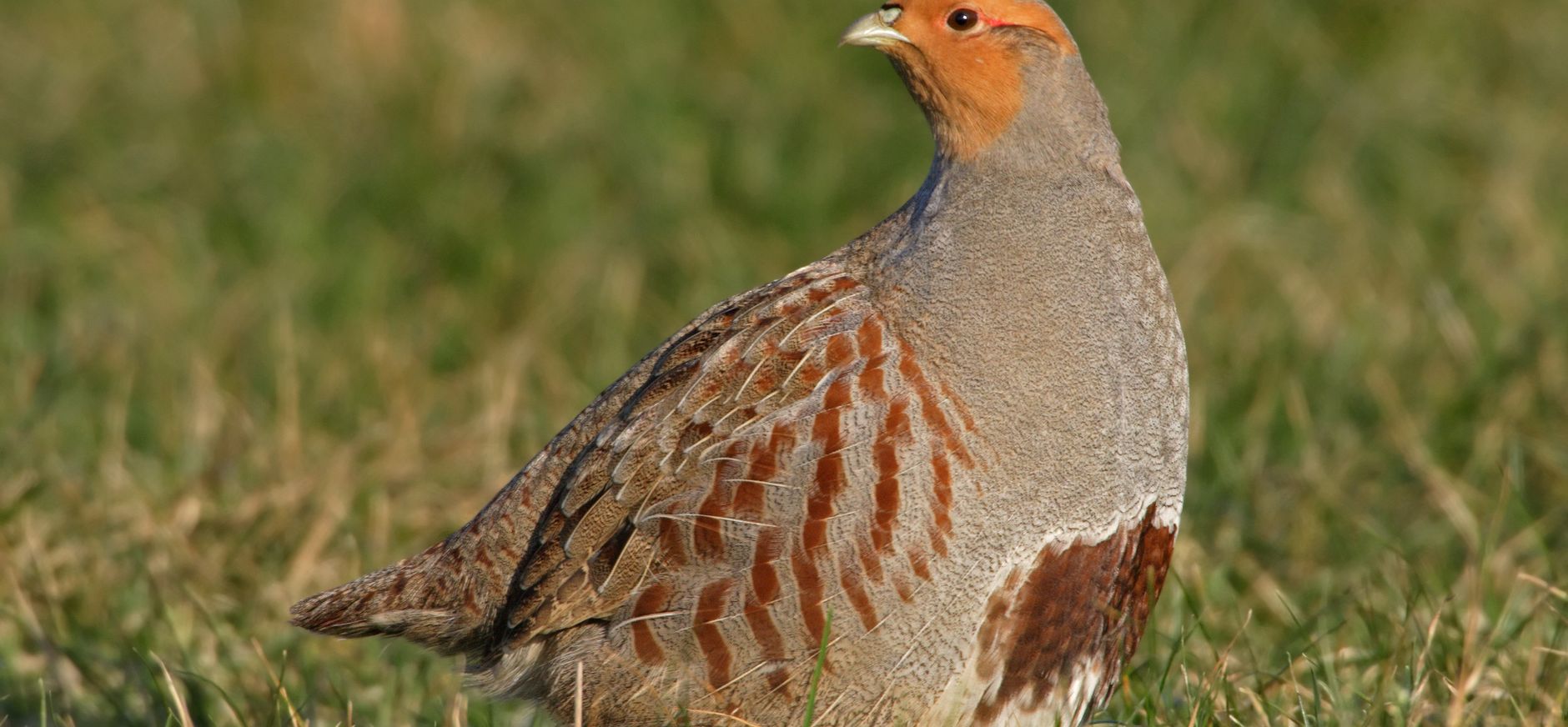 Uitkijkpunt Tuurgat, Gasthuisbevang