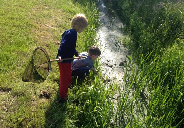 Dierenleven in Zuidpolder