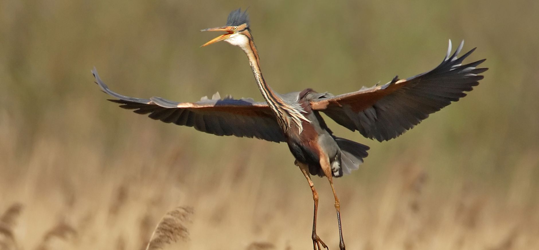 Purperreigers weer terug in de Nieuwkoopse Plassen Purperreigers weer terug in de Nieuwkoopse Plassen
