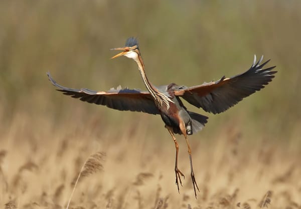Purperreigers weer terug in de Nieuwkoopse Plassen